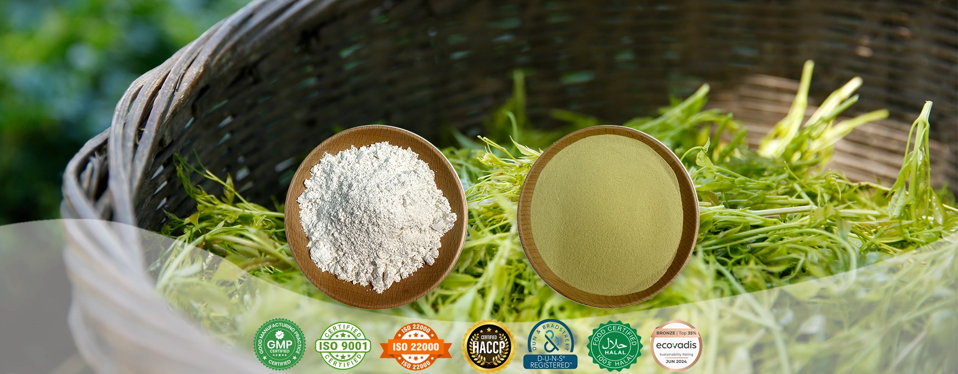 Vine Tea Extract Manufacturer